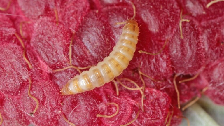 Bugs On Raspberry How to Grow Raspberries In Containers