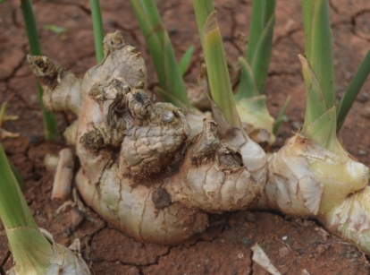 A closeup shot of ginger plant appearing to have big pieces of rhizomes still under the soils with slender green leaves on top