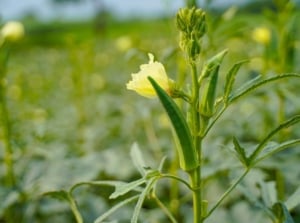 A close-up shot of a small composition developing lady finger crops, on their stems, showcasing a growing okra