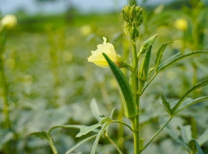 A close-up shot of a small composition developing lady finger crops, on their stems, showcasing a growing okra