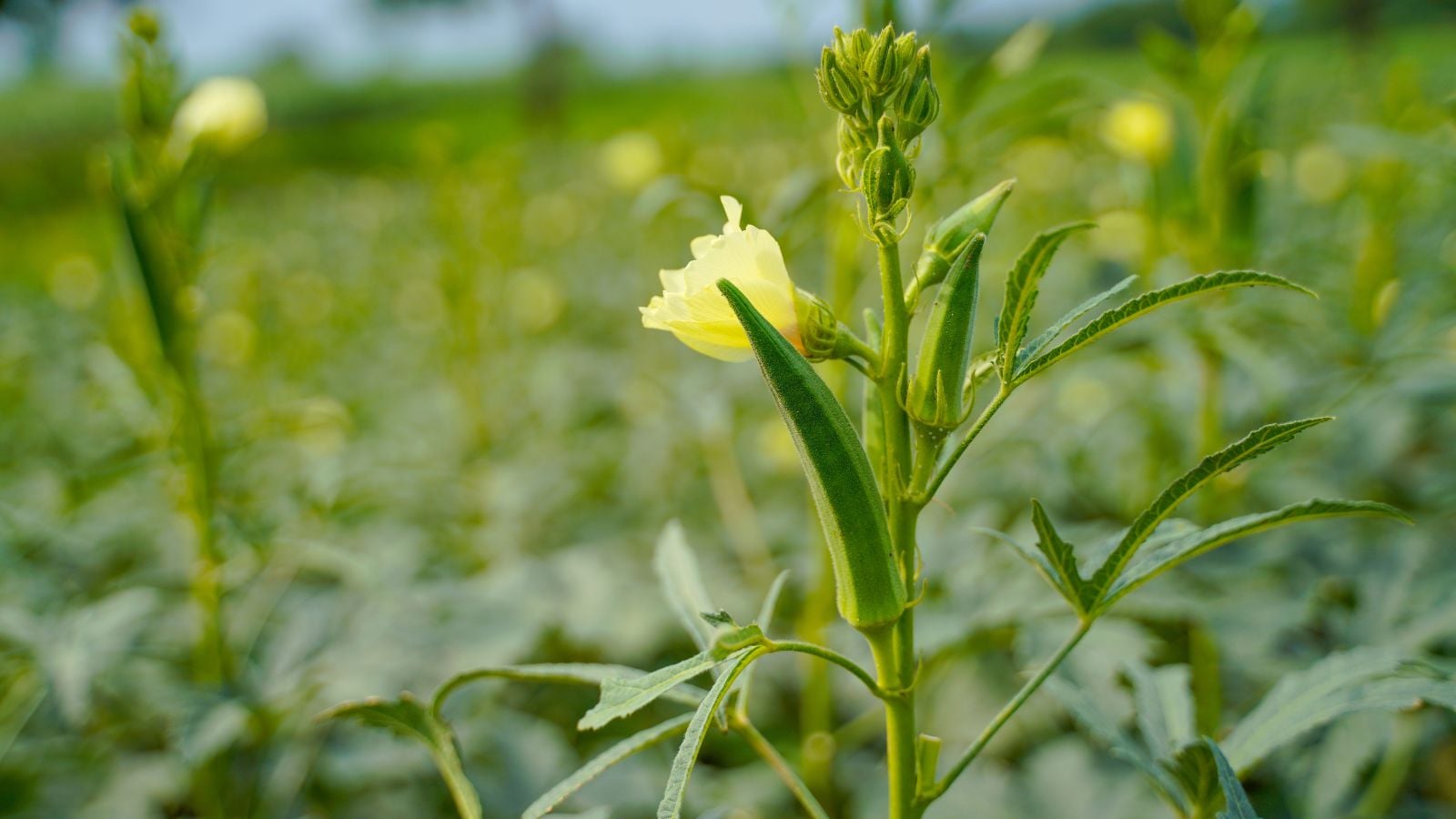 A close-up shot of a small composition developing lady finger crops, on their stems, showcasing a growing okra
