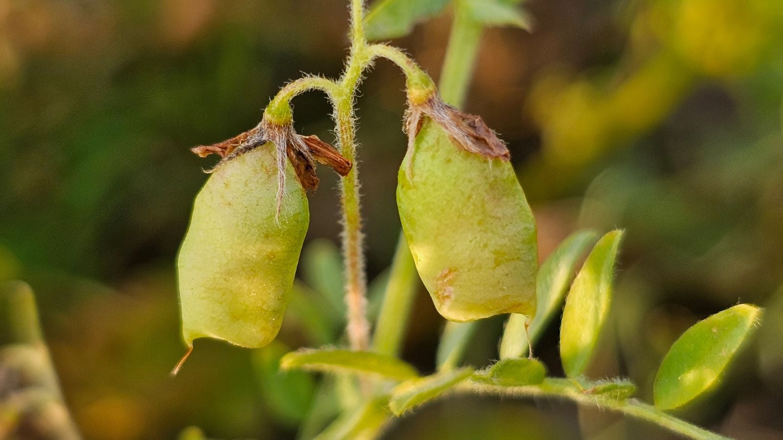 A closeup shot of Lens culinaris pods, appearing a bright green color with other plants looking blurry in the background