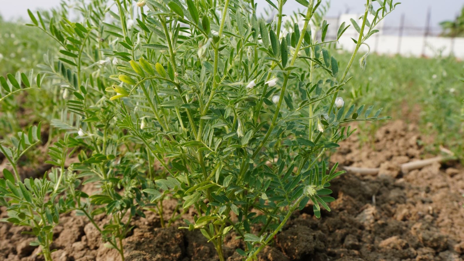 Lens culinaris plant in brown soil, with the foliage having a bright green color placed somewhere sunny