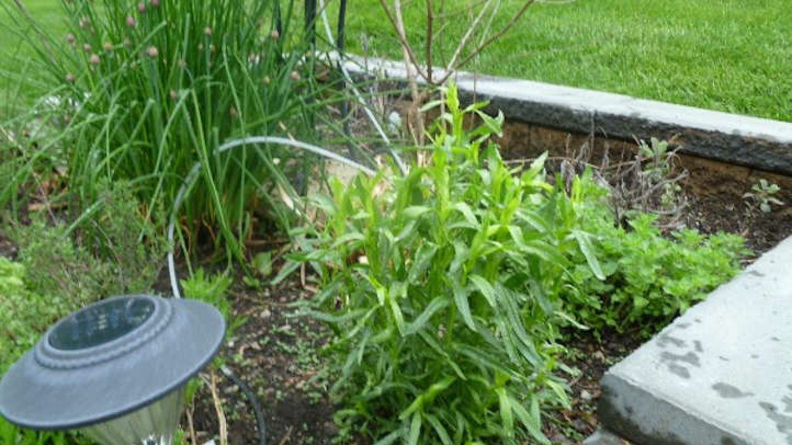 Growing Tarragon: French Flavor At Your Fingertips - Epic Gardening