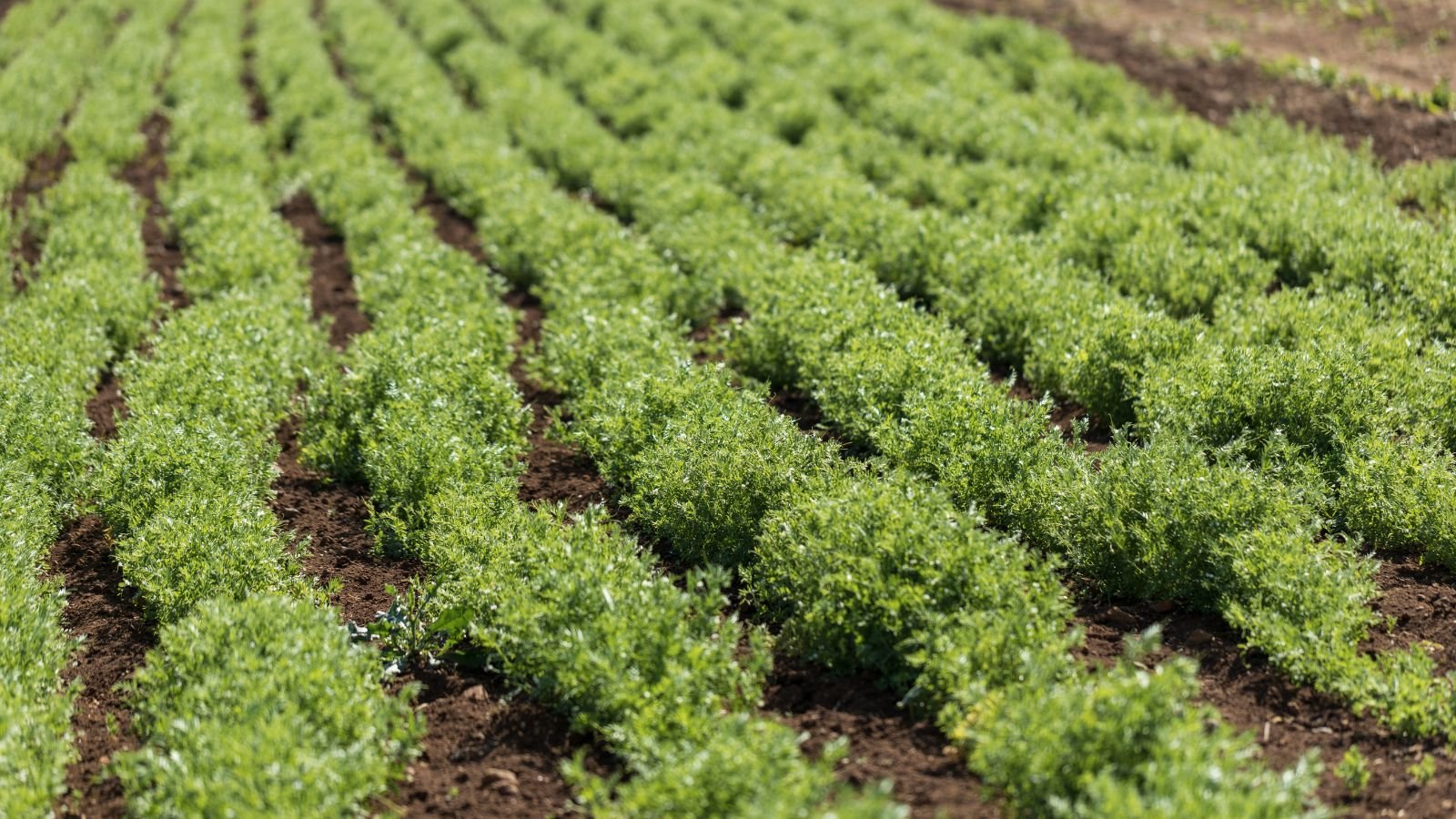 An area covered in rows of Growing lentils appearing to be bright green on a dark brown area