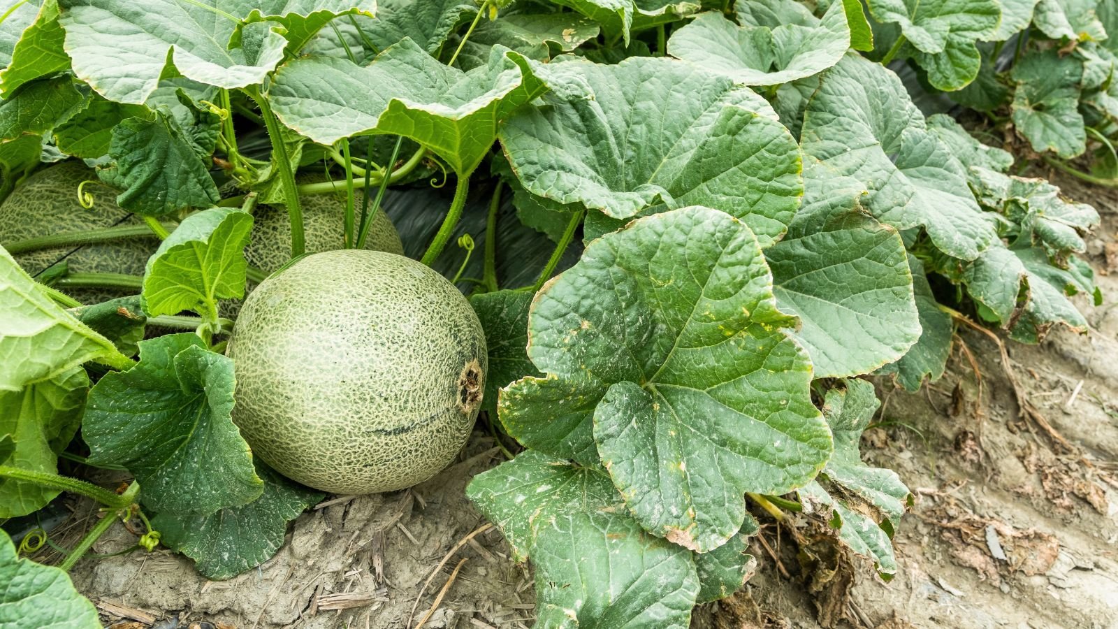 A close-up shot of large leaves of a developing fruit attached to its vine on ground soil in a well lit area outdoors