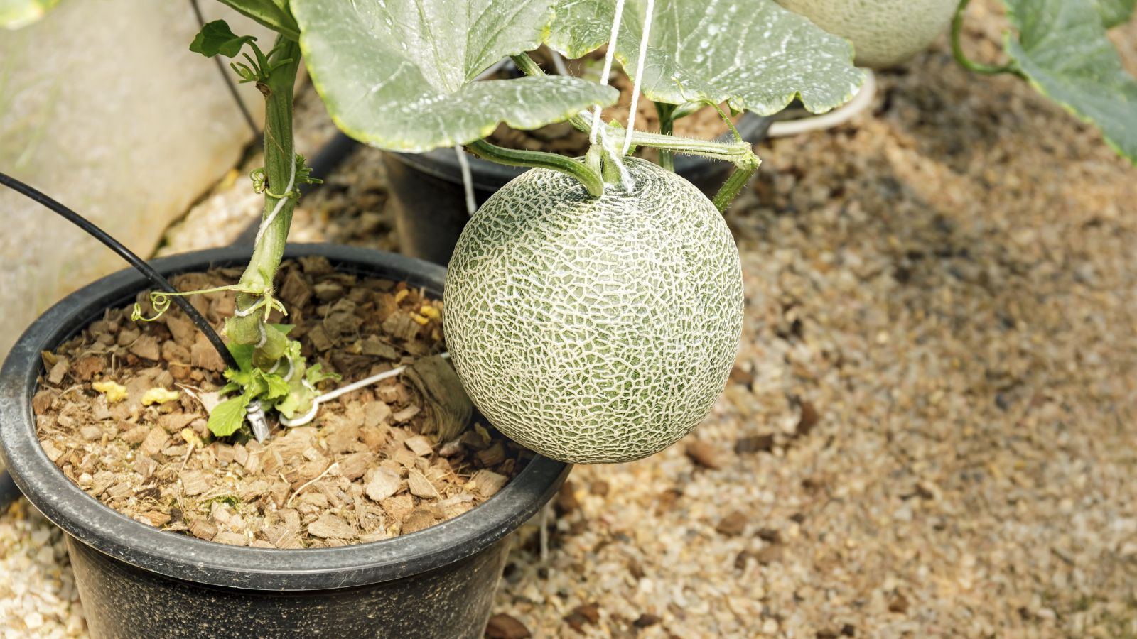 A close-up shot of round fruits and its vine developing in a black pot