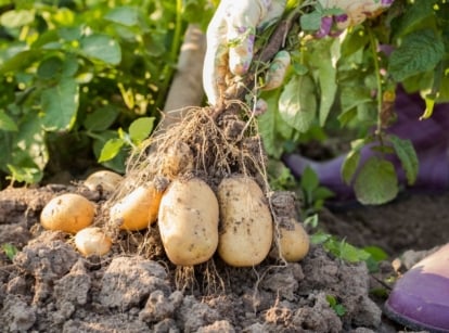 Knowing how to grow potatoes, being pulled by someone wearing gloves and boots, grasping the plant to harvest the crops