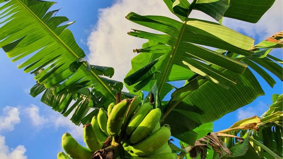 How to Plant, Grow, and Care for Blue Java Banana