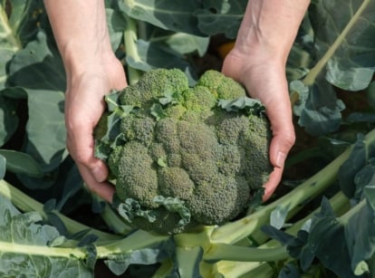 A close-up shot of a person's hands in the process of inspecting a developing crop, showcasing growing broccoli
