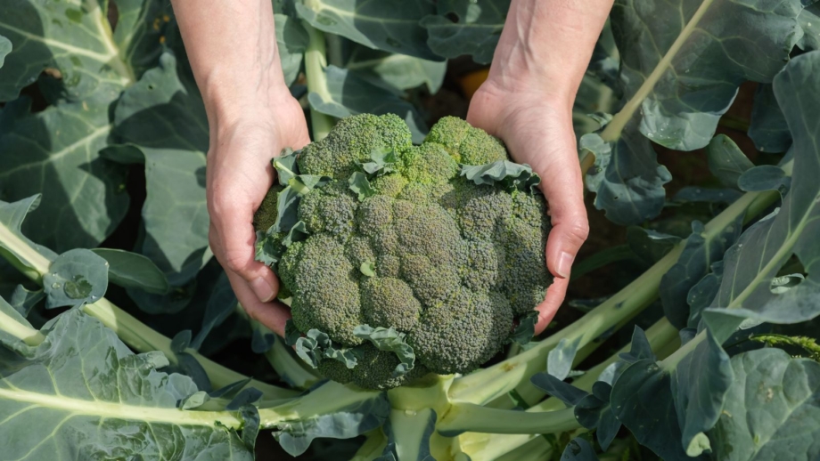 How to Plant, Grow, and Care for Broccoli