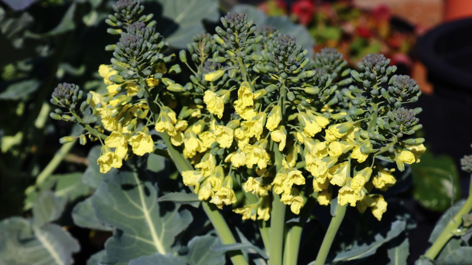 A close-up shot of yellow colored flowers of a bolted vegetable, situated in a well lit area outdoors