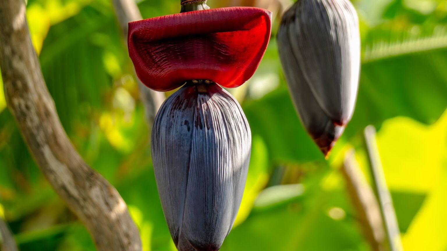 How to Plant, Grow, and Care for Blue Java Banana