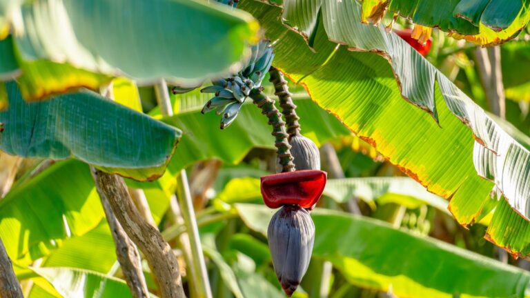 How to Plant, Grow, and Care for Blue Java Banana