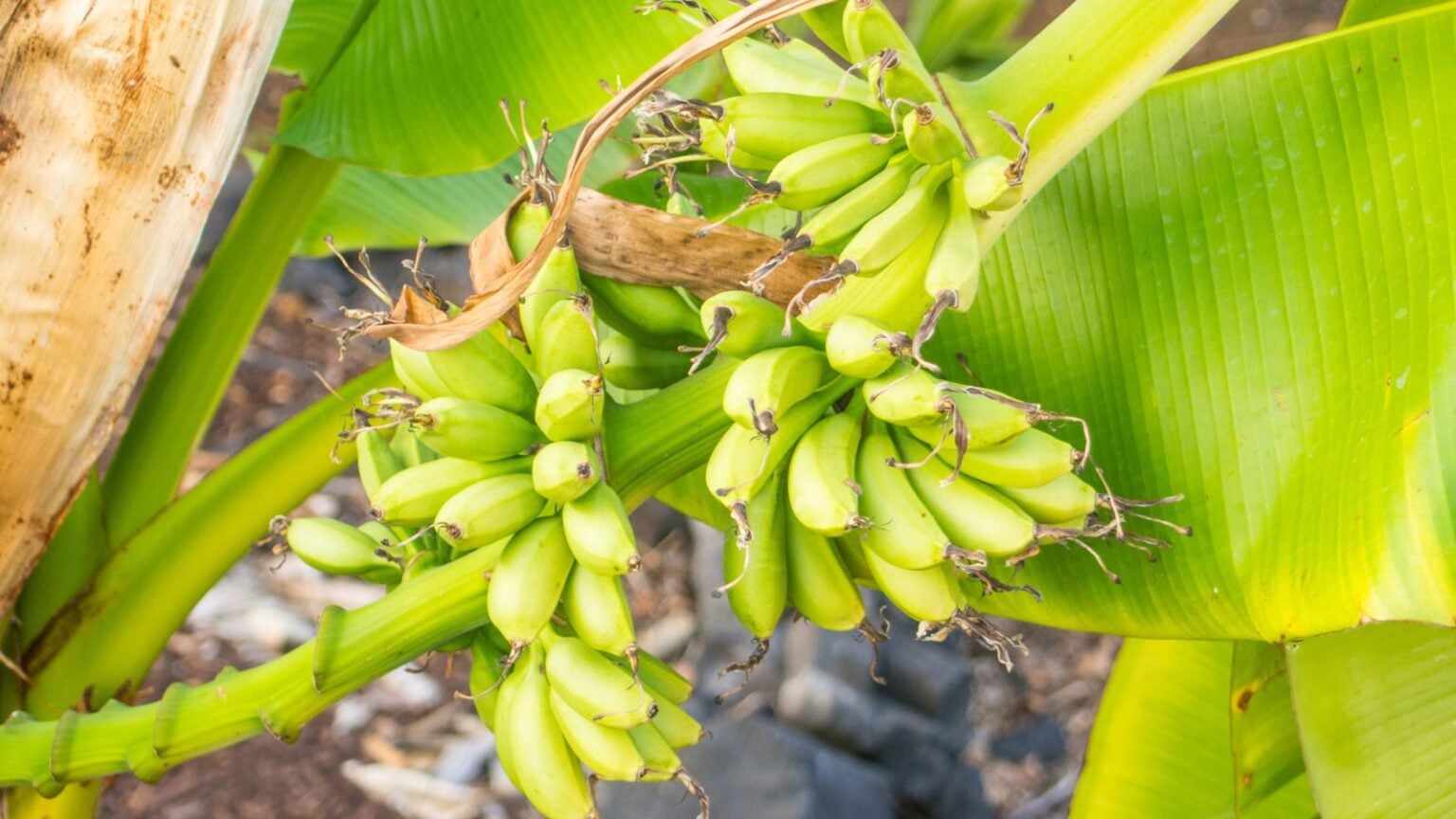 How to Plant, Grow, and Care for Blue Java Banana
