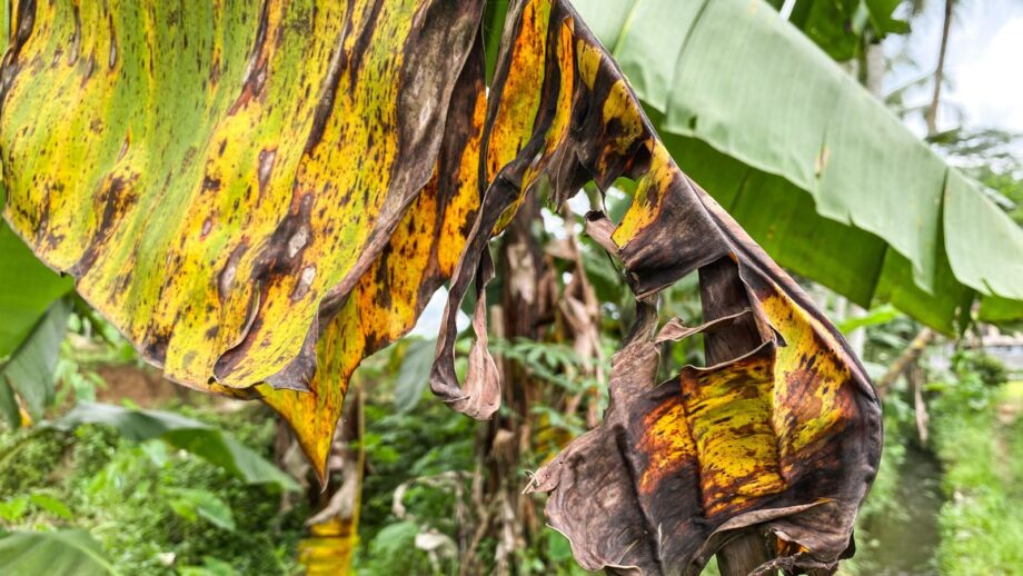 How to Plant, Grow, and Care for Blue Java Banana