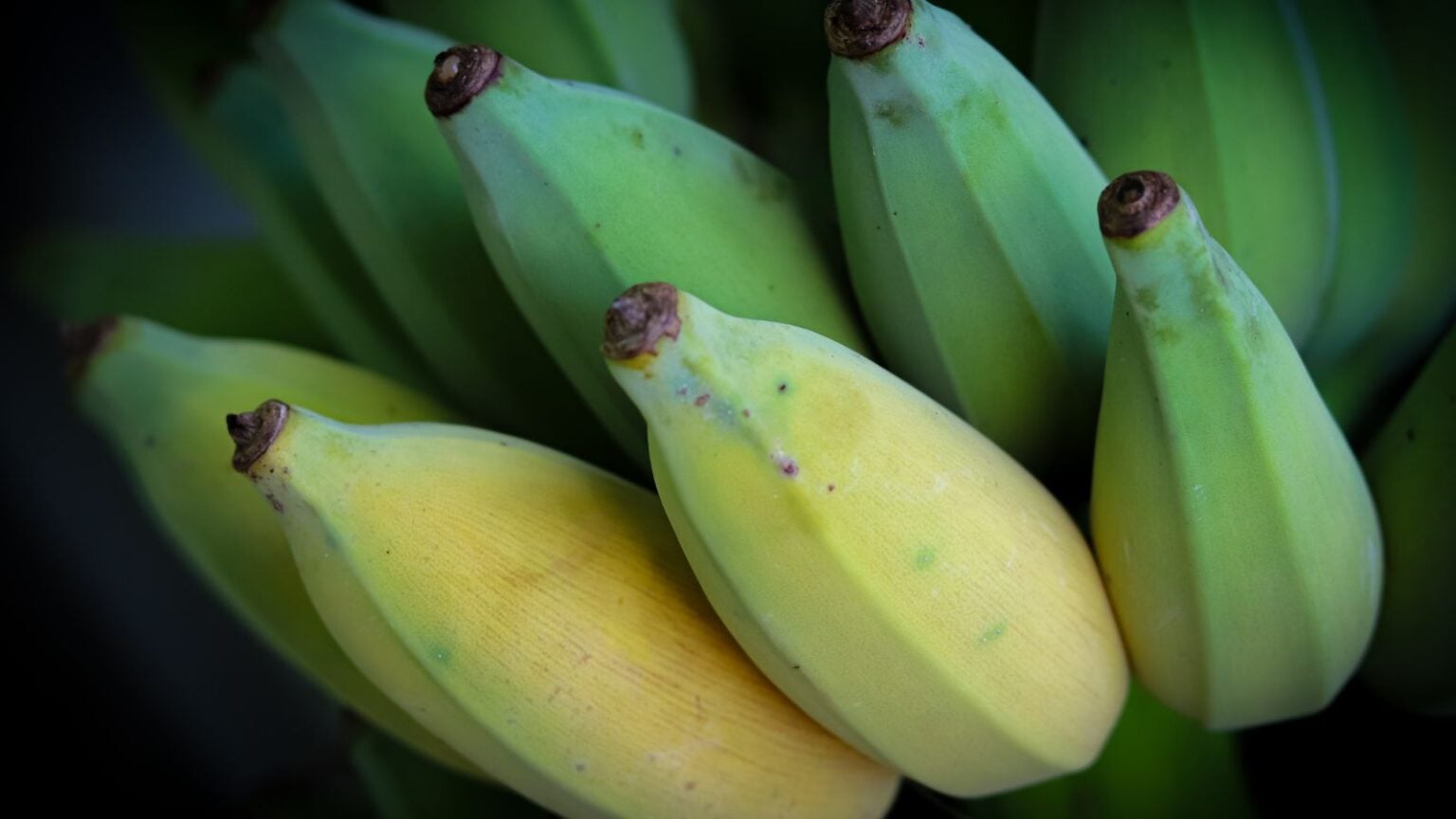 How to Plant, Grow, and Care for Blue Java Banana