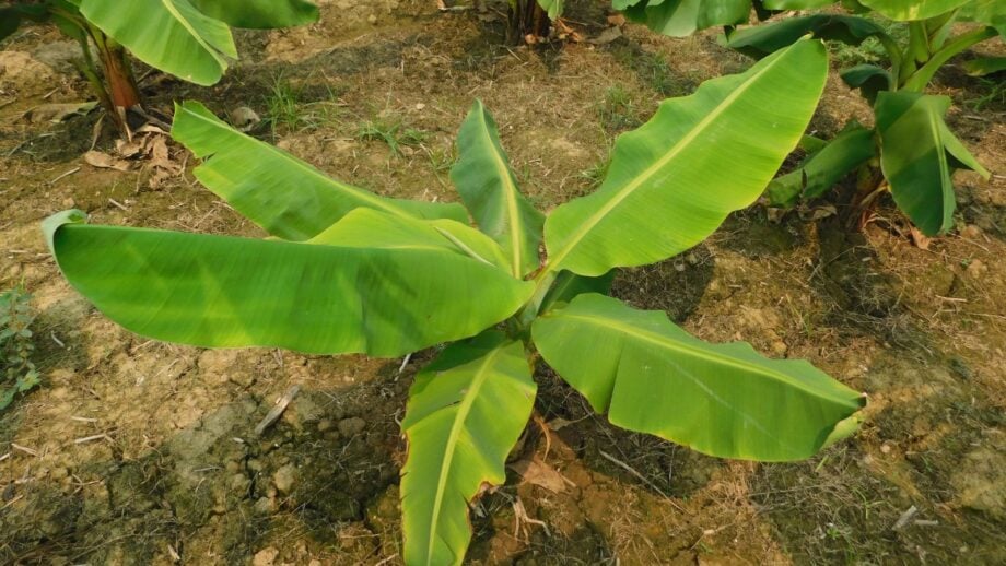 How to Plant, Grow, and Care for Blue Java Banana