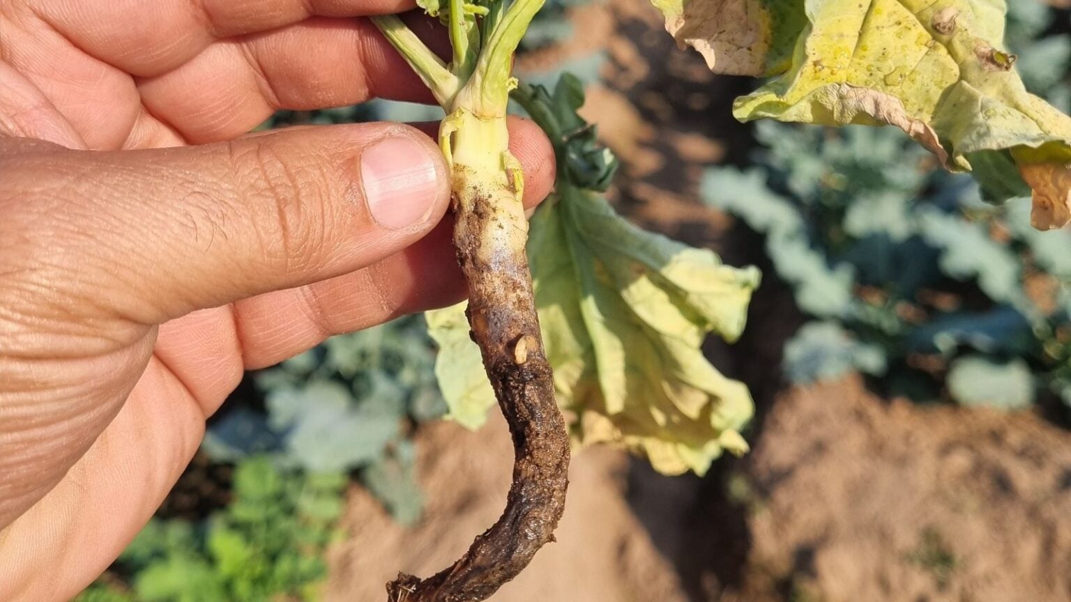 How to Plant, Grow, and Care for Broccoli