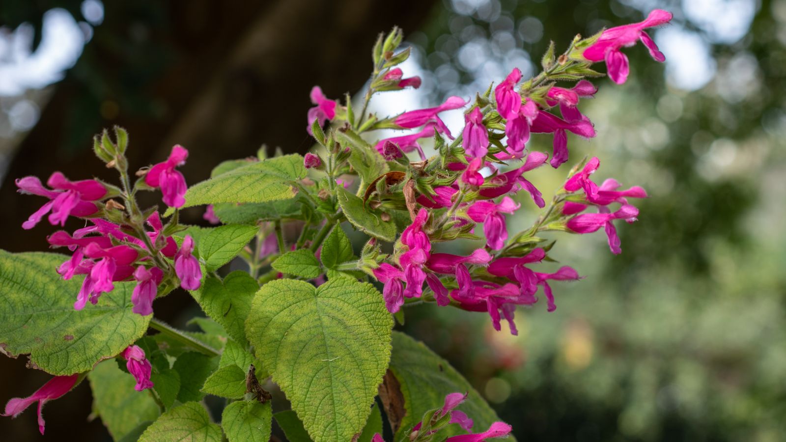 A close-up shot of leaves and pink colored flowers of the Salvia dorisiana, developing in a well lit area outdoors