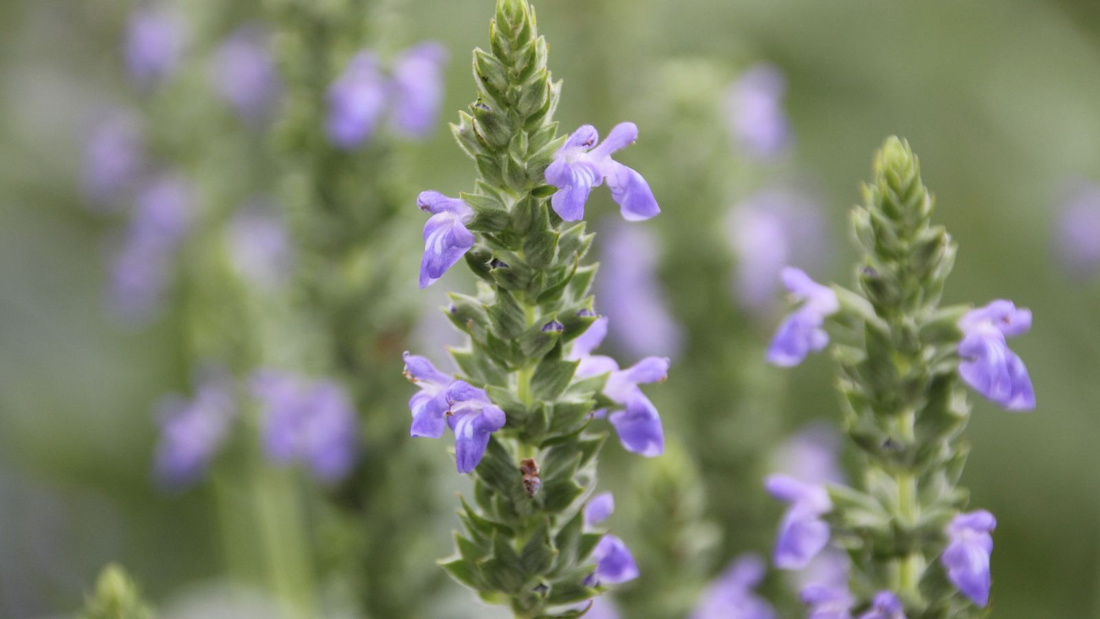 A shot of a composition of spire of the Salvia hispanica