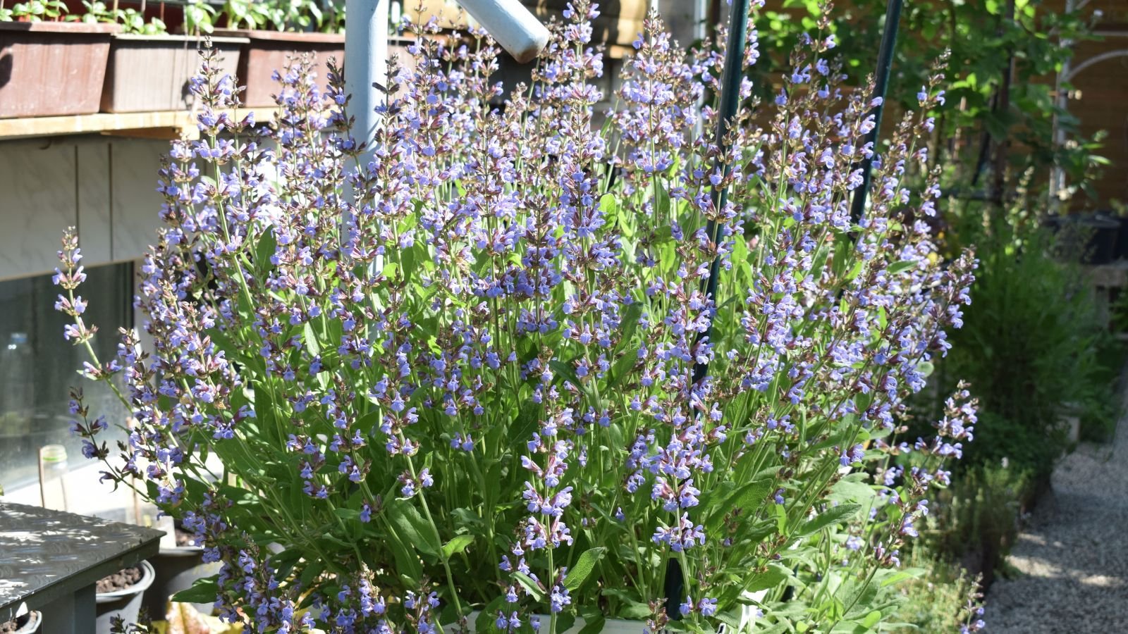 A composition of tall lavender colored blooms along tall stems and green foliage of the salvia melissordora