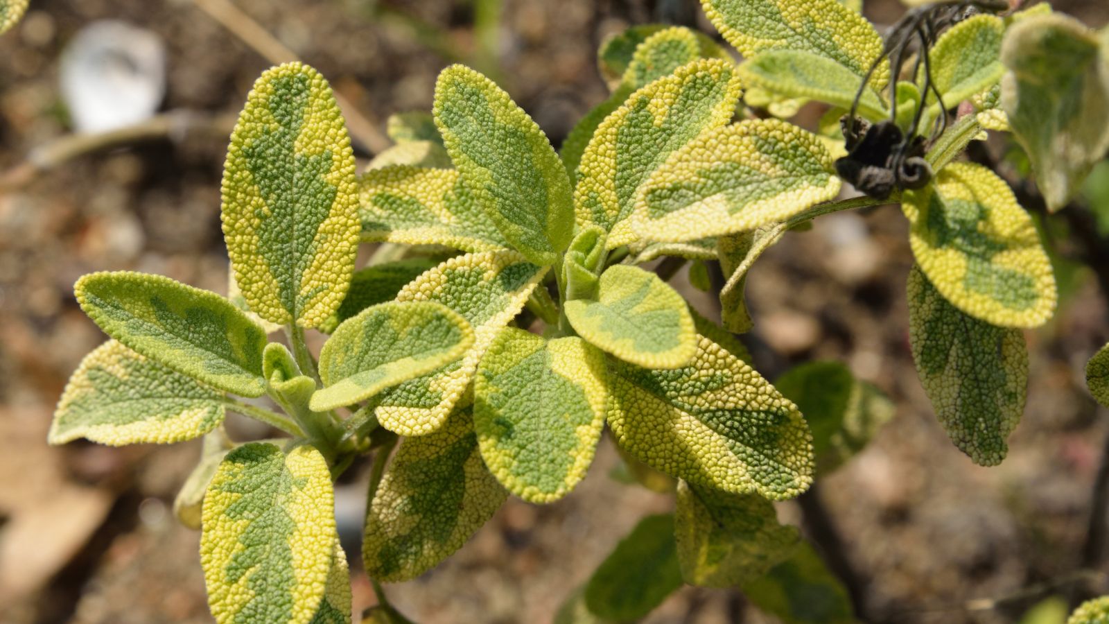 An overhead and close-up shot of golden leaves of the Salvia officinalis 'Aurea' variety of salvia