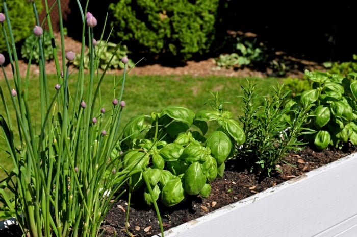 A white flower box with chives, basil, and rosemary, planted in dark soil.