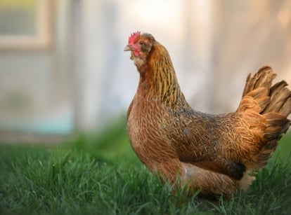 A close-up shot of a brown colored fowl walking on a large backyard area, showcasing how long do chickens live