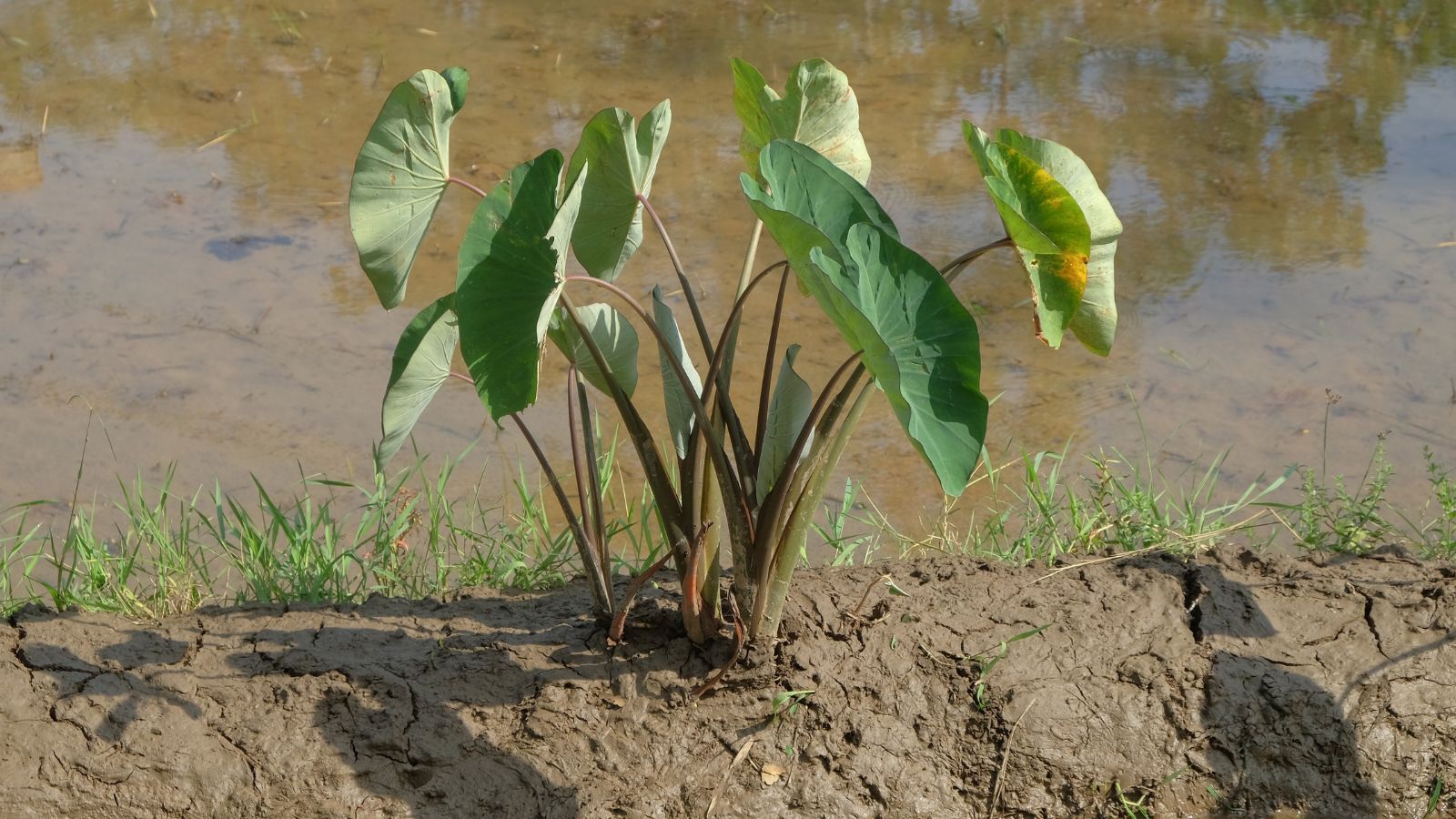 A close-up shot of a developing colocasia crop, on rich moist soil near a small body of water, all situated in a well lit area outdoors
