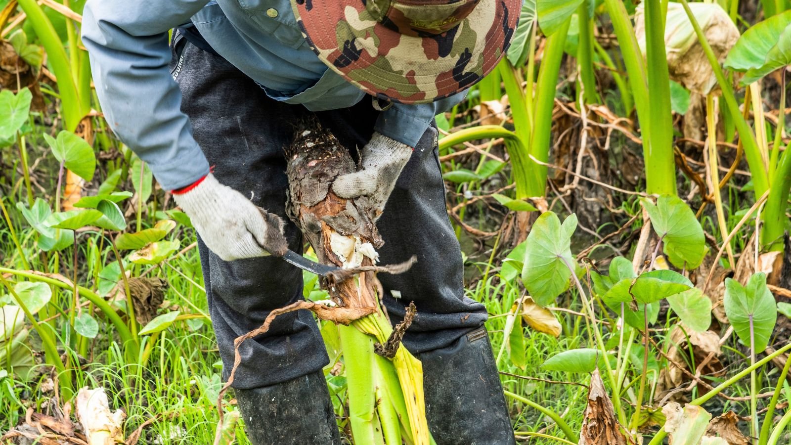 A close-up shot of a person in the process of harvesting tubers of the colocasia crop, using a clean sharp knife, all situated in a well lit area outdoors