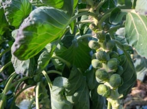A close-up shot of several heads developing on thick stems with large green leaves, showcasing growing brussel sprouts