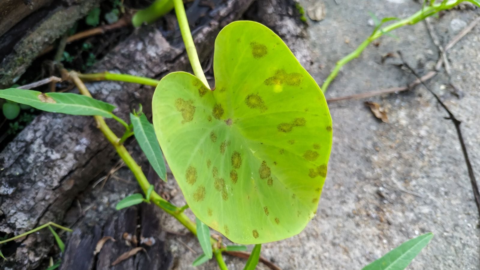 An overhead and close-up shot of a diseased leaf of a colocasia, featuring small brown-yellow spots on its surface, all situated in a well lit area