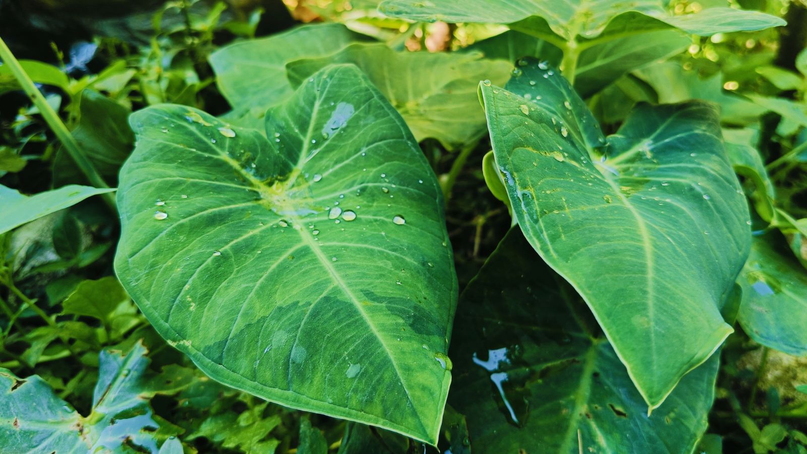 An overhead and close-up shot of large green colored leaves of a crop, all covered in droplets of water, all situated in a well lit area outdoors