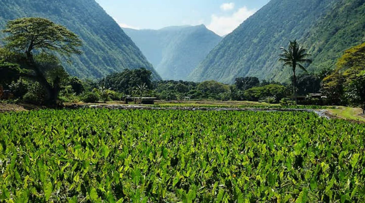 Taro Plant