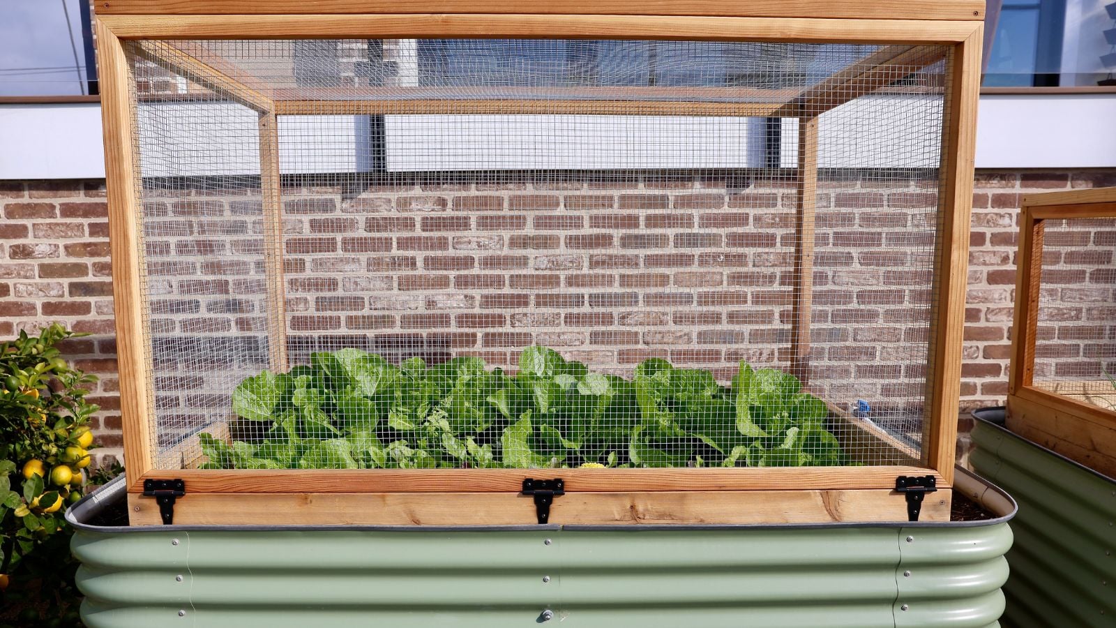 A close-up shot of a chicken wire protection placed on an elevated metal planter, protecting developing plants all situated in a well lit area outdoors
