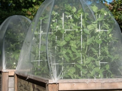A close-up shot of several small, wooden, raised beds, with developing plants, draped with fabric coverings, showcasing raised bed covers