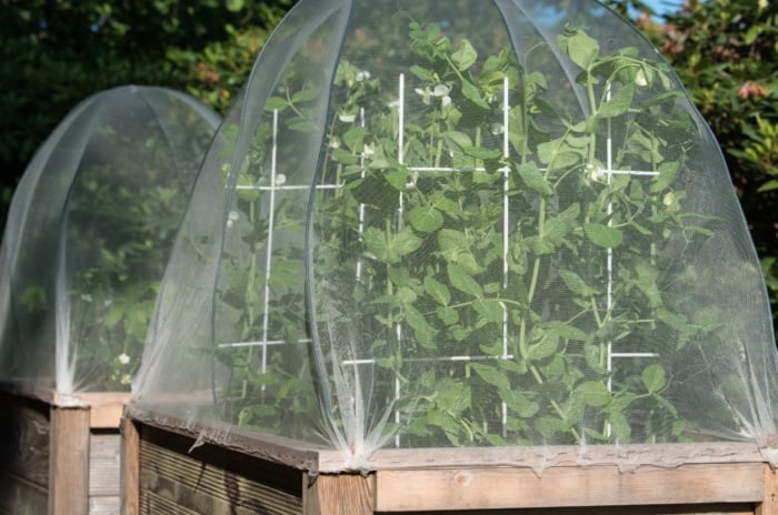A close-up shot of several small, wooden, raised beds, with developing plants, draped with fabric coverings, showcasing raised bed covers