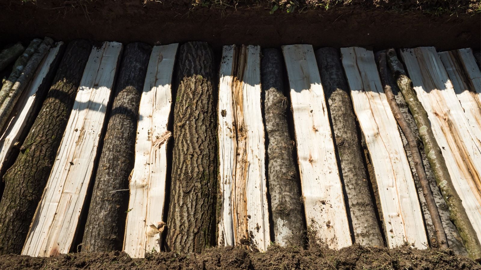 A close-up shot of several tightly-packed wood on rich soil, all situated in a well lit area outdoors