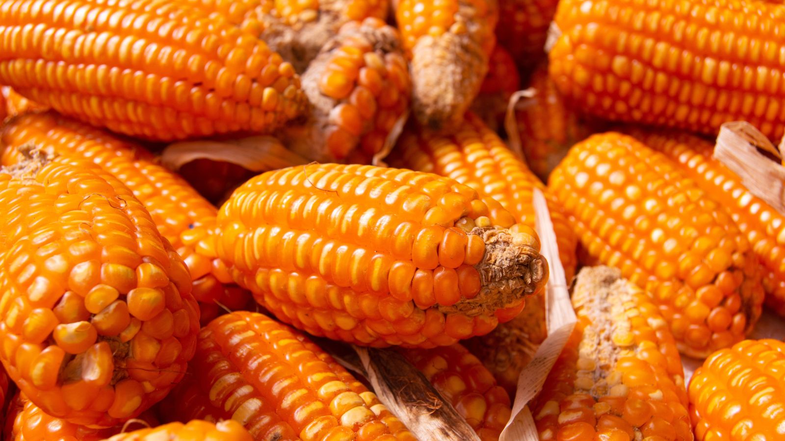 A shot of a pile of small cobs with golden orange kernels in a well lit area
