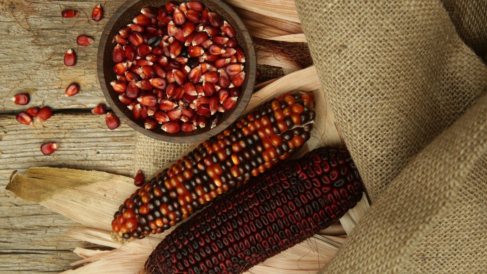 An overhead shot of a red colored cob alongside a bicolored cob placed on a wooden surface, beside a woven cloth