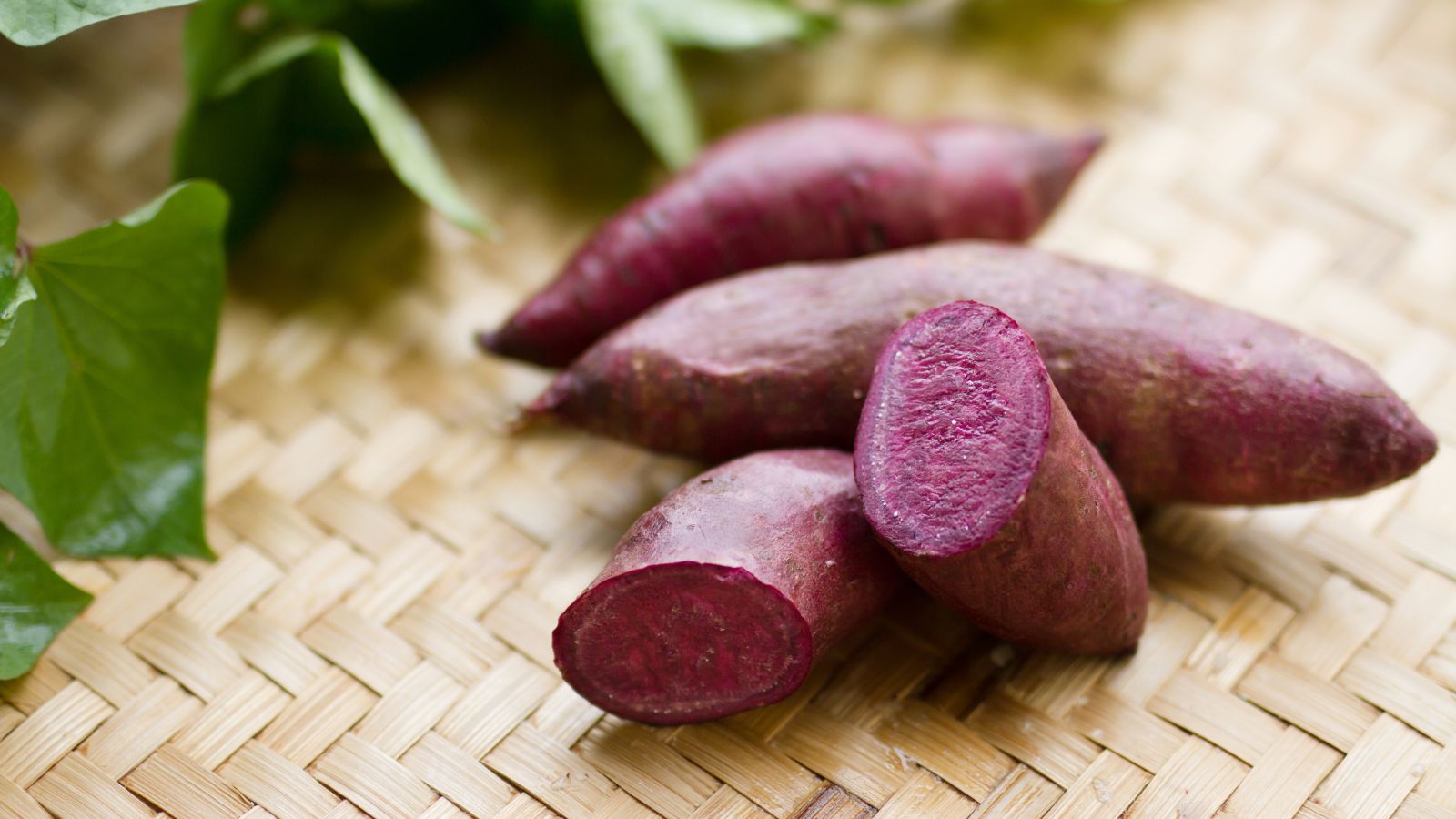 A close-up shot of a small pile of deep purple colored crops of the Charleston Purple variety, all placed on a woven basket in a well lit area