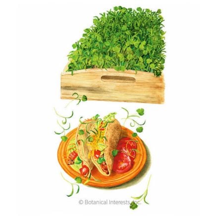 Cilantro Microgreens Seeds