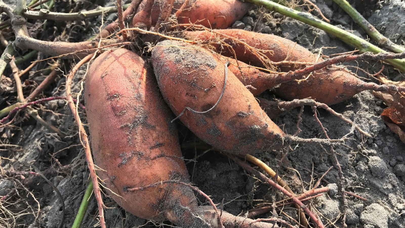 A close-up and overhead shot of freshly harvested orange colored crops, called the Covington, all situated in a well lit area outdoors