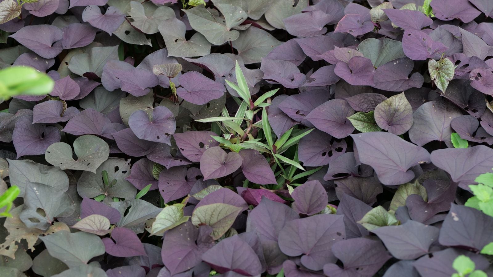 An overhead and close-up shot of a large composition of multicolored leaves of the Desana variety of vining crops