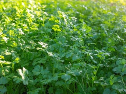 Growing Cilantro in a sunny area in the garden, appearing to have lush and feathery leaves with a vibrant green hue
