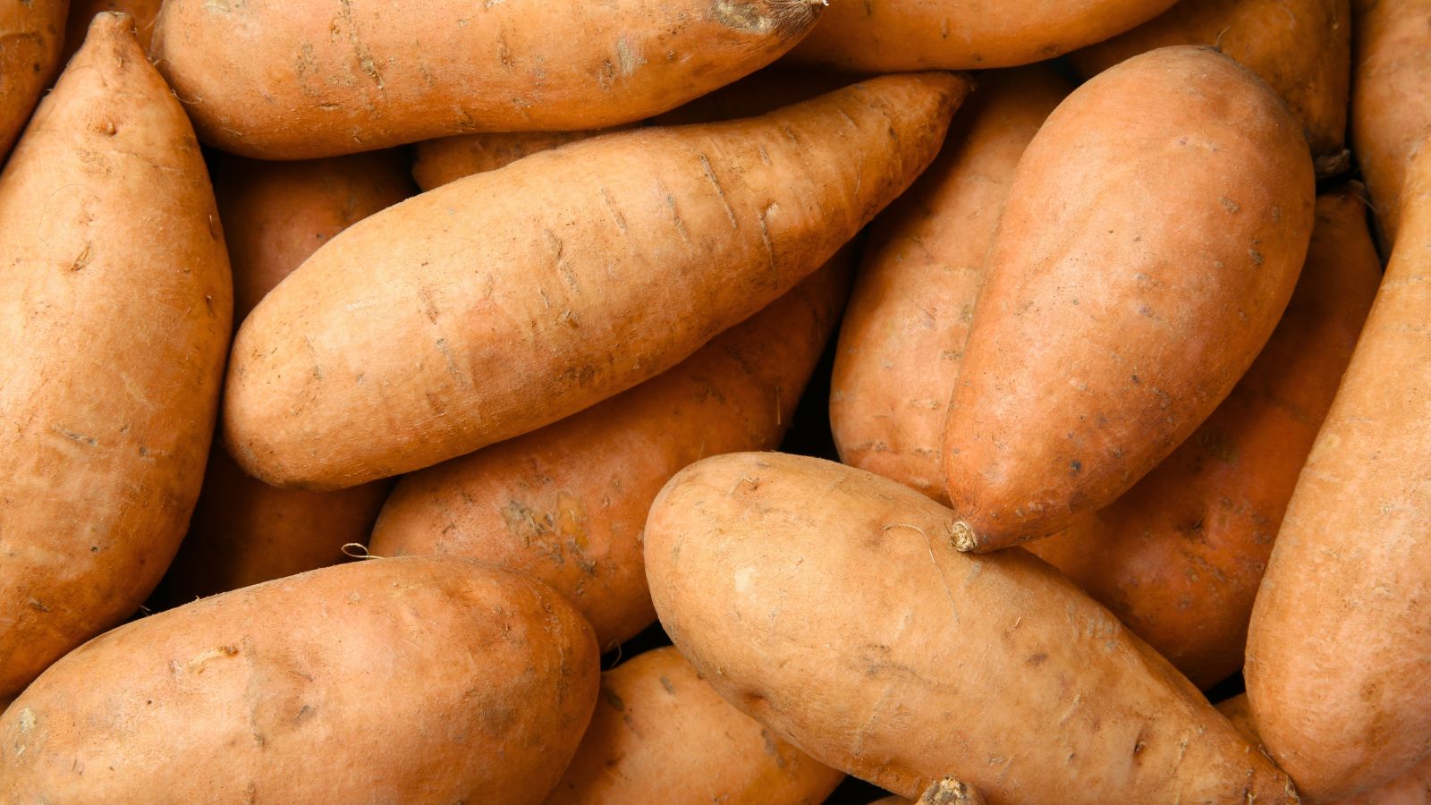 An overhead and close-up shot of a small pile of freshly harvested crops, with a copper colored skin, called the Jewel variety
