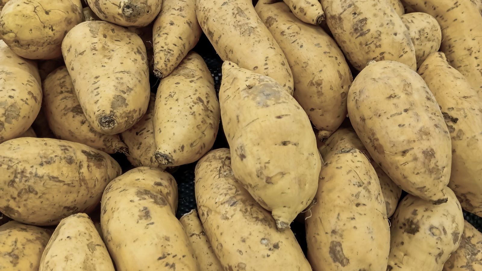 An overhead and close-up shot of a large pile of tan colored crops called the Sumor, all situated in a well lit area