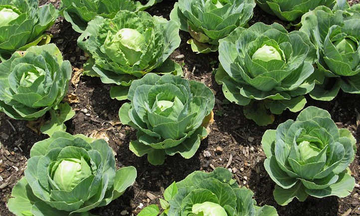 Young cabbage heads
