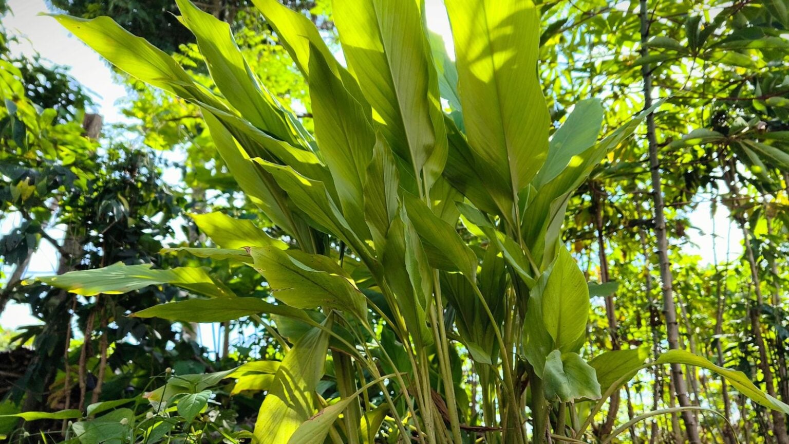 Tourant Root How To Plant, Grow, and Care for Turmeric Root